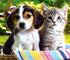 Dog & Cat Diamond Painting Kit